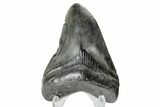 Fossil Megalodon Tooth - South Carolina #170453-1